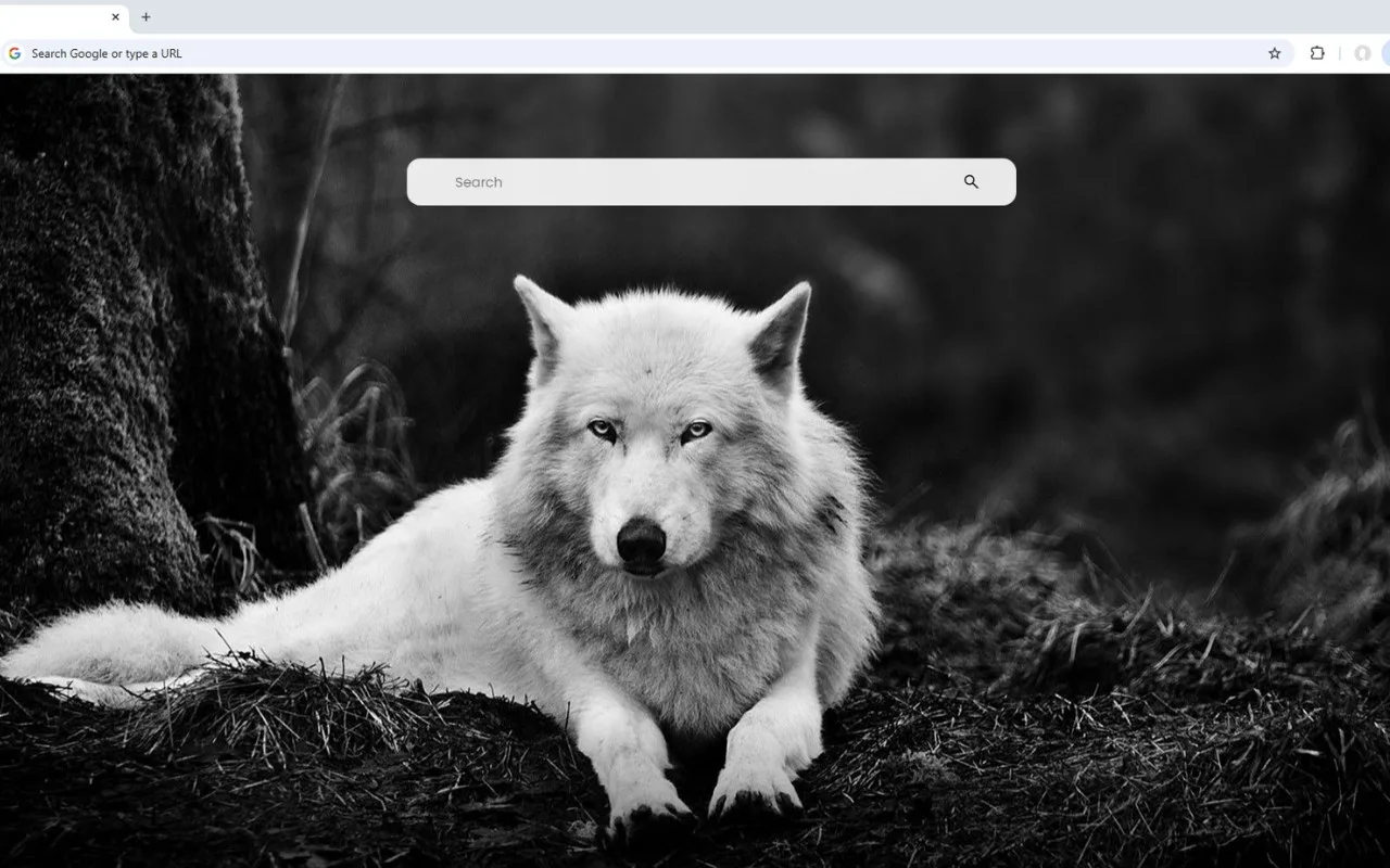 Wolf Wallpaper